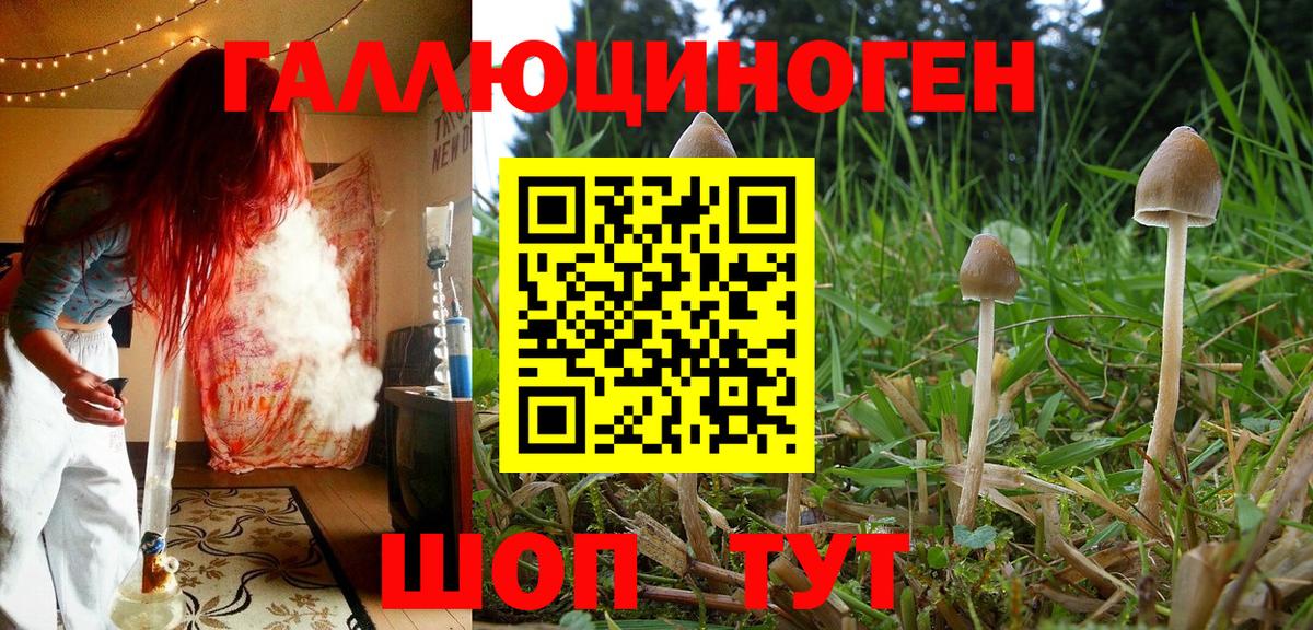 Реж  Псилоцибиновые грибы GOLDEN TEACHER  Вход с VPN 